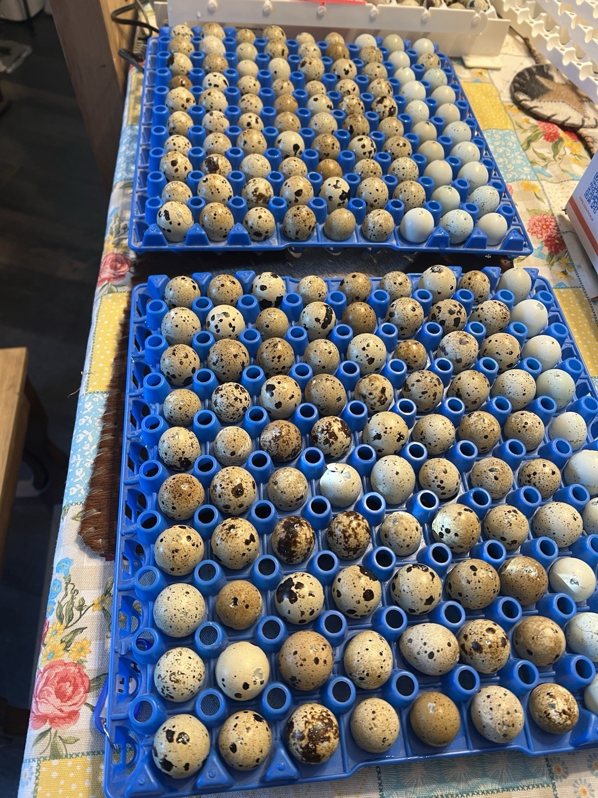 1 dozen Button/Coturnix Infertile Eggs For Reptile Or Pet
