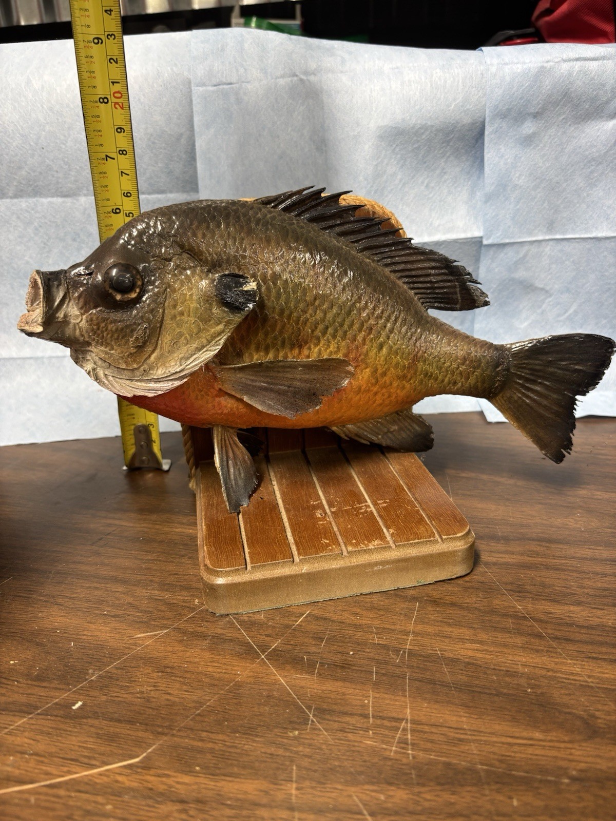 Bluegill Book Ends Fishing Decor