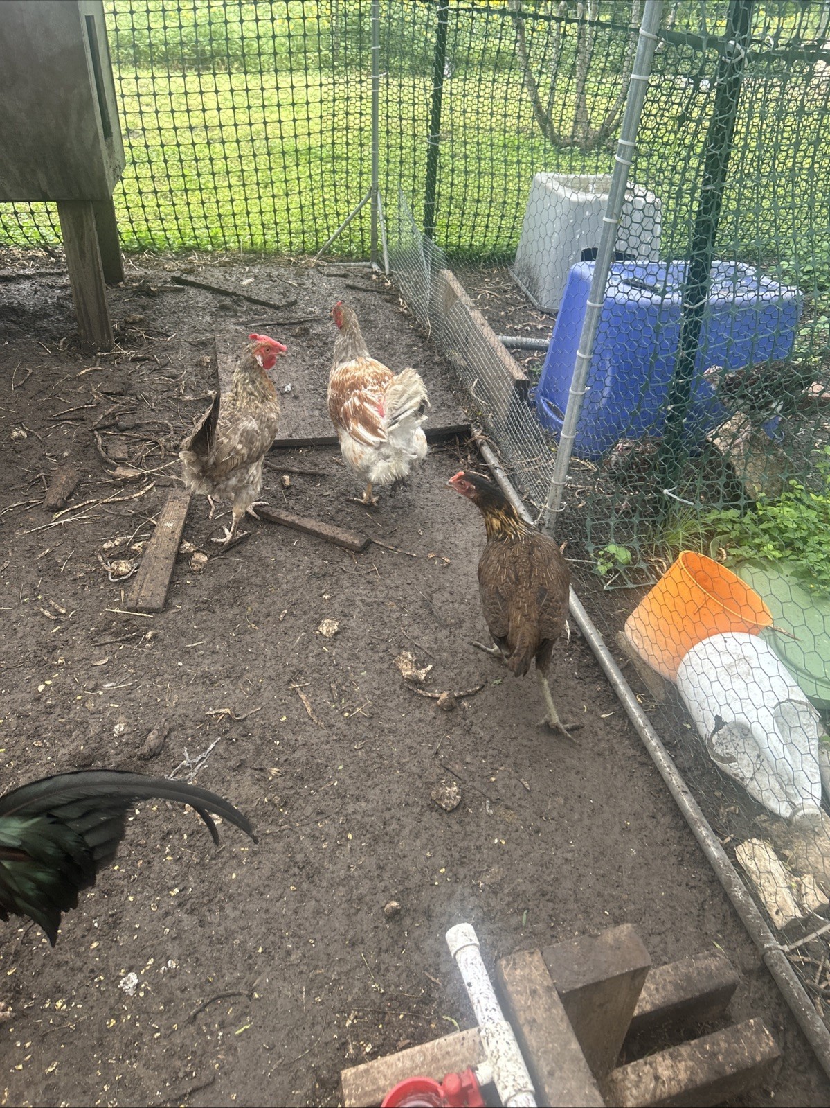 6 Barnyard Mixed Breed Fertile Chicken Hatching Eggs