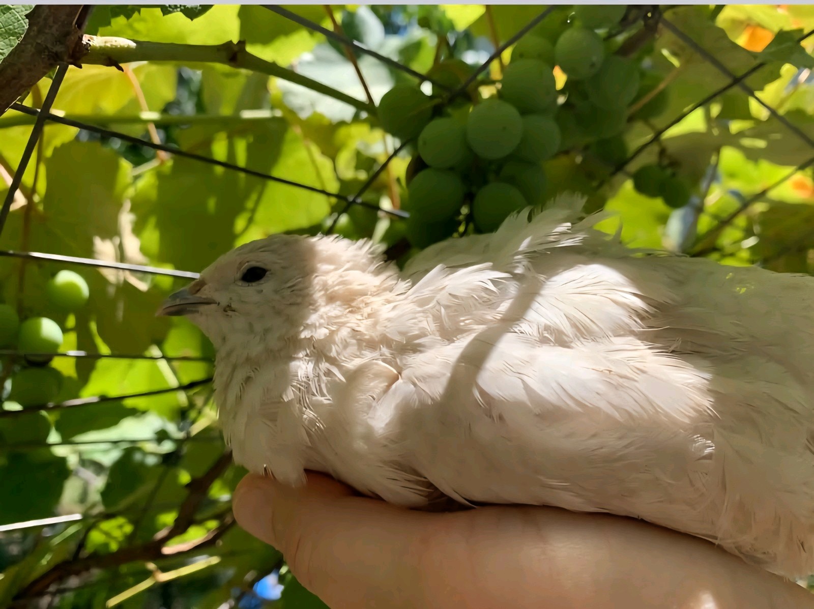 18+ Assorted Rare/Celadon Blue Mix Coturnix Quail Hatching Eggs