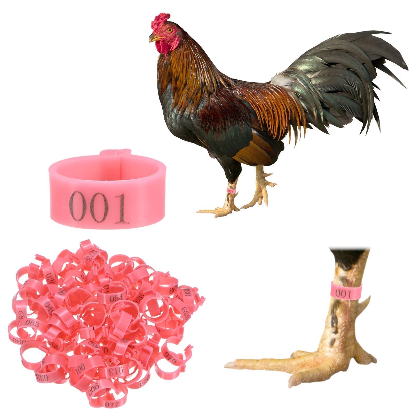 100-Pack Chickens Leg Bands, 20 mm Plastic Chicken Leg Rings [Pink]