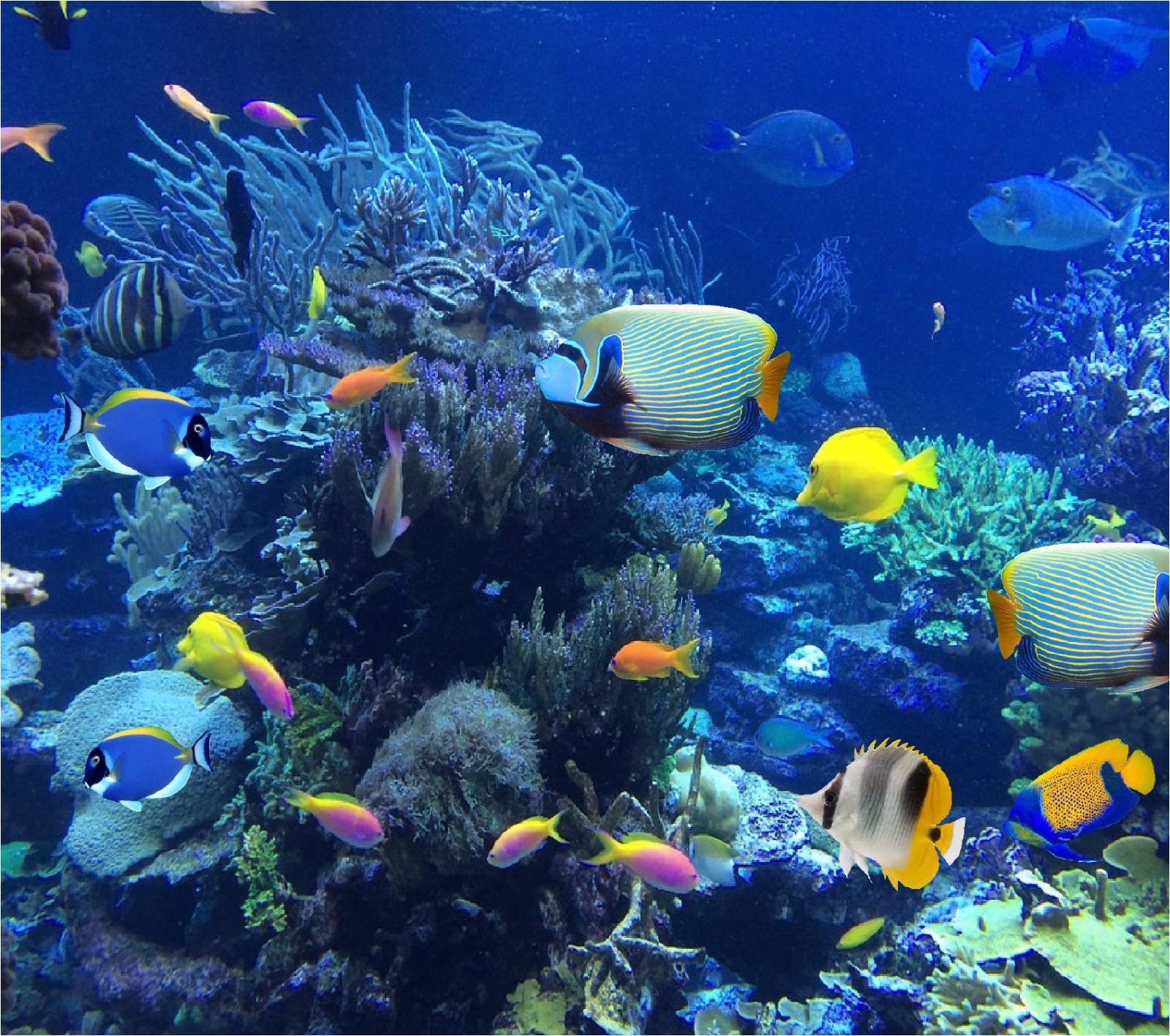 TROPICAL FISH CORAL REEF COMPUTER MOUSE PAD  9 x 7