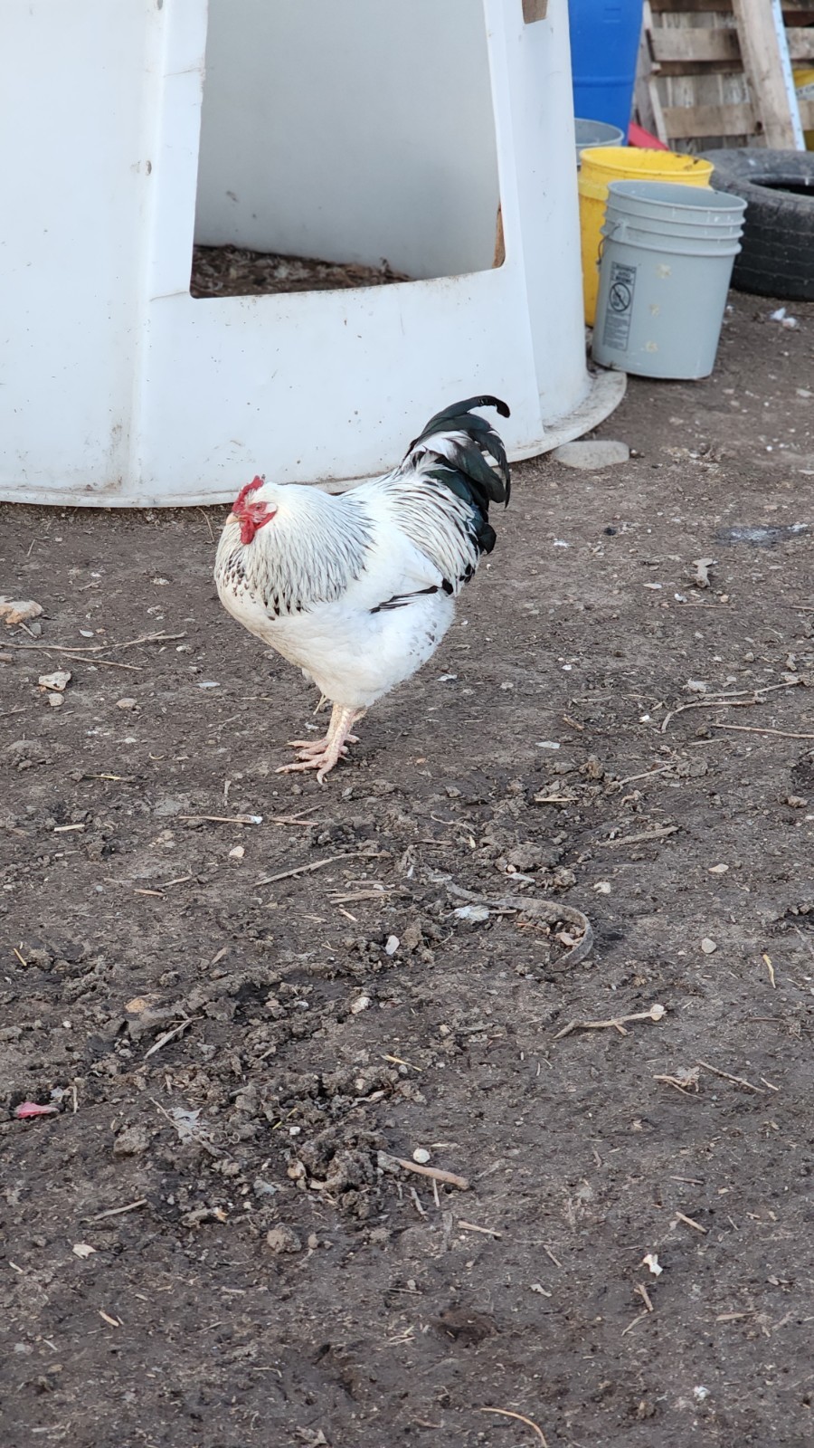 12+ Barnyard Mix Fresh Fertile Hatching Eggs FREE RANGE