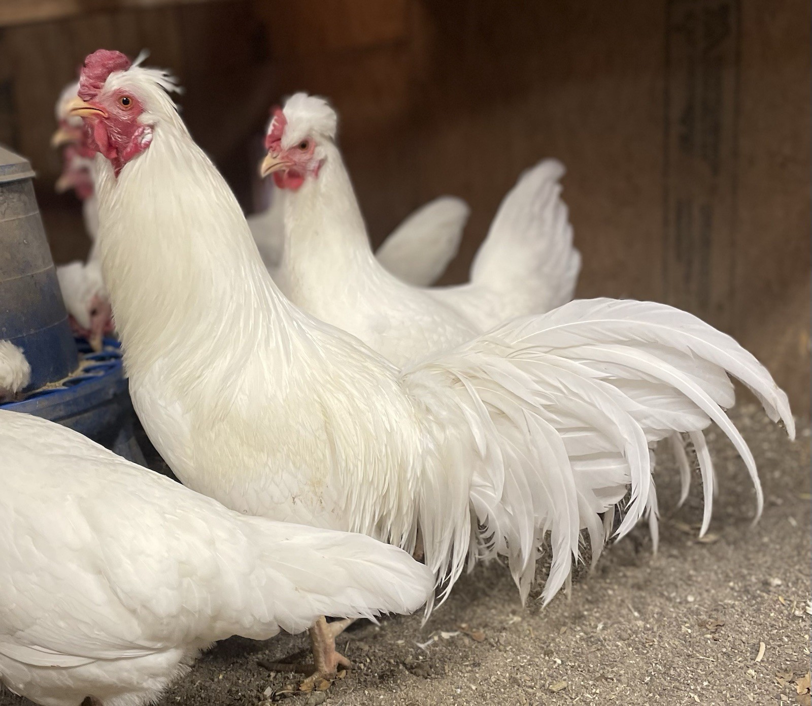 10++Schijndelaar Hatching Eggs Very Rare Blue-Green Eggs Very Friendly Hardy