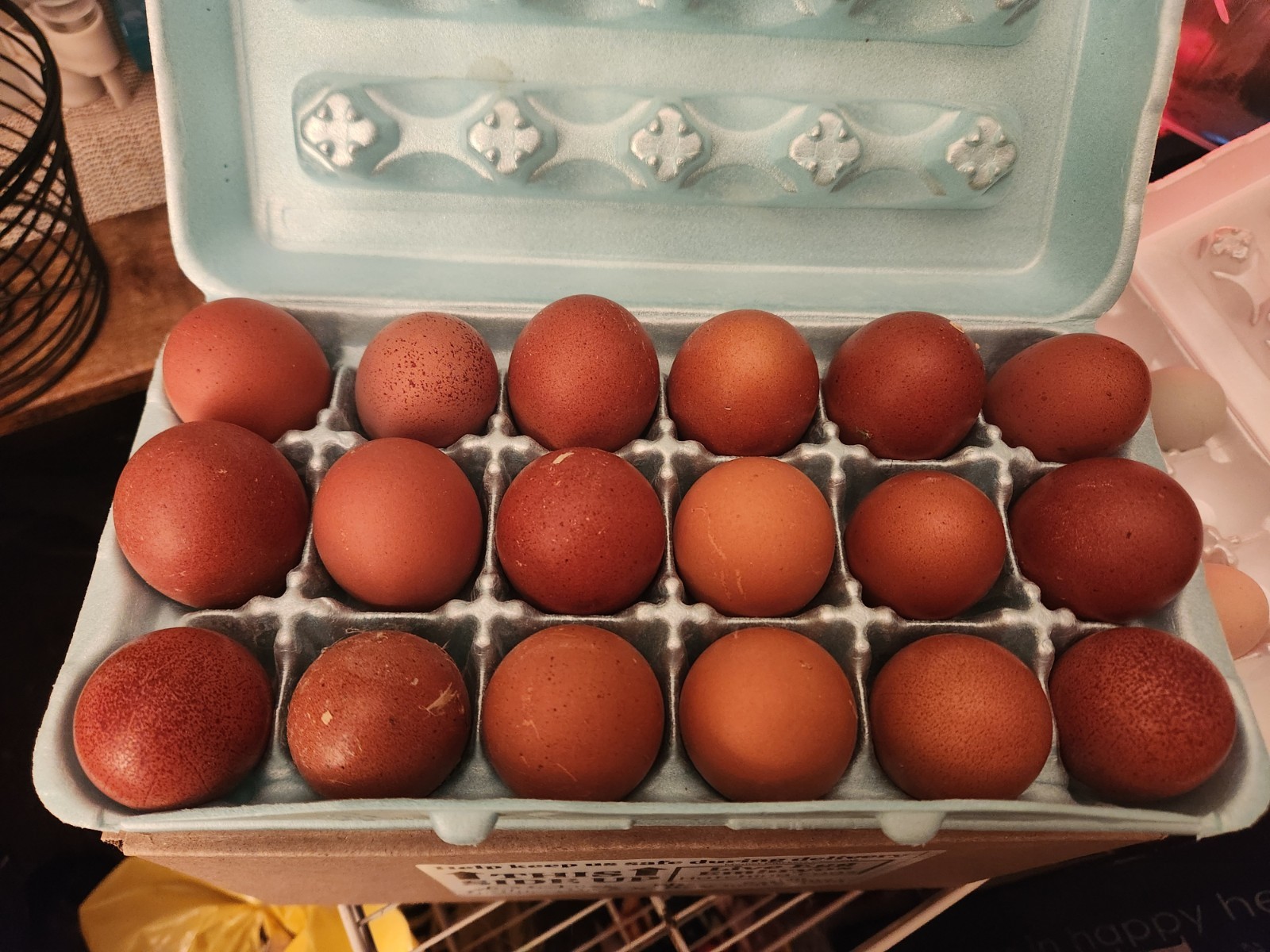 10+2 Show Quality Black Copper Maran Hatching Eggs Spotted Dark Brown