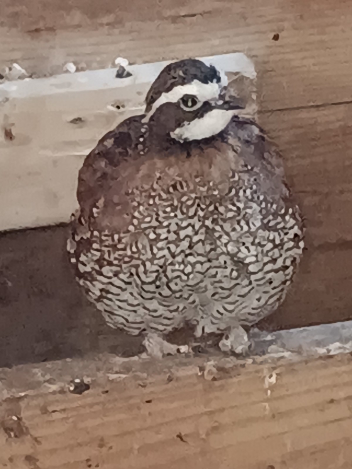 20 Bobwhite quail hatching eggs ,NPIP ,Free Priority Mail shipping