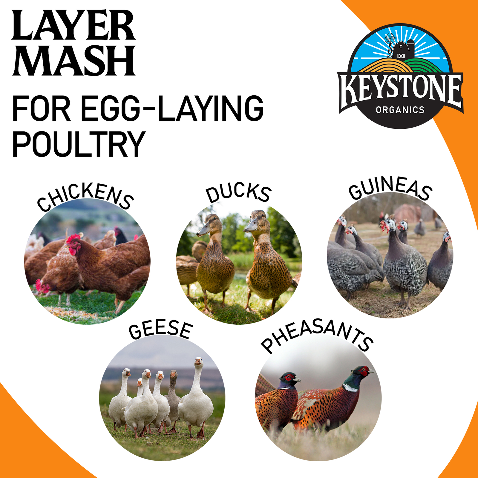 Keystone Organics USDA Layer Mash Chicken Feed, 44lbs