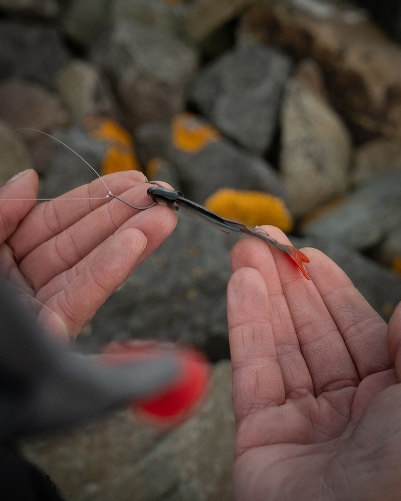 Fox Rage Ultra Natural Fillets / Lures - Roach OR Perch Options