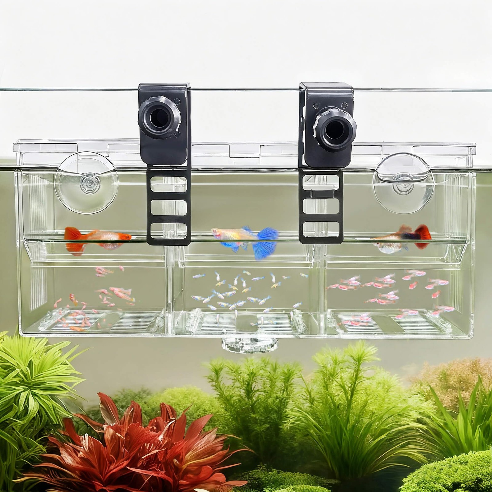 Triple-Chamber Aquarium Fish Breeder & Isolation Box, Transparent Hatching In...