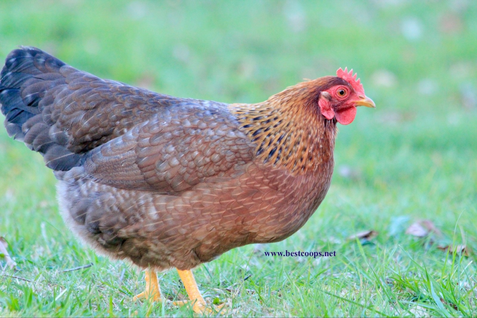 12+ Fertile Bantam Bielefelder Chicken Hatching Eggs