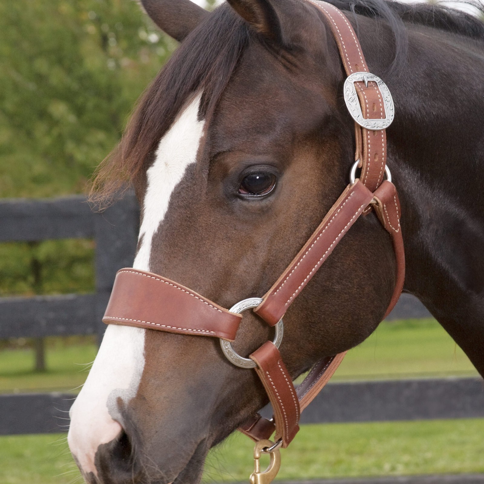 Stacy Westfall Bronc Halter, 1", Average Brown