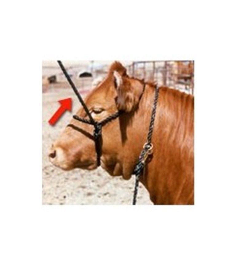 Cattle Bovine Adjustable Burnt Ends Halter with Rope Lead Black 10 Ft on Animal