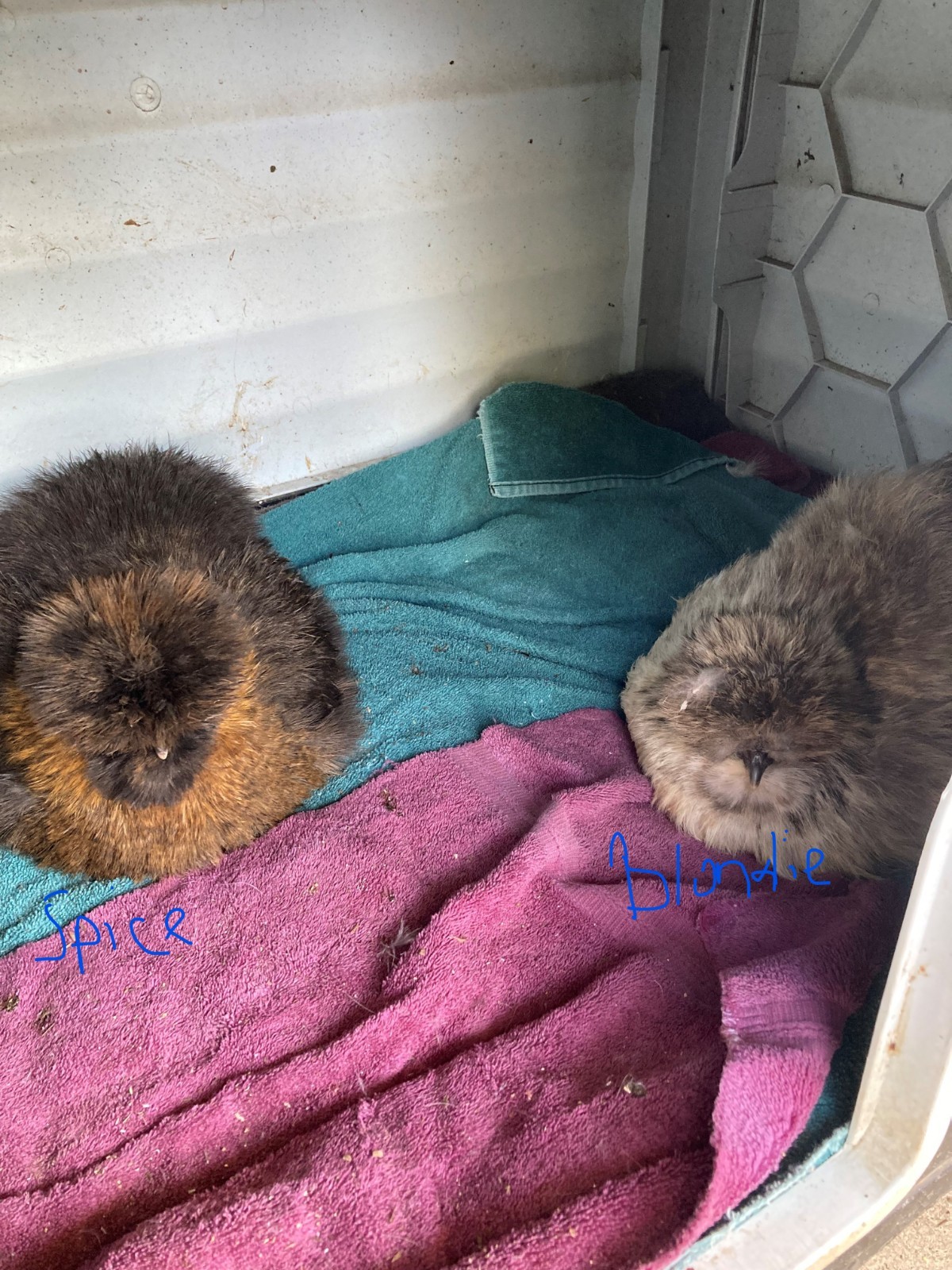 3 Silkie, Satin, Frizzle Hatching Eggs