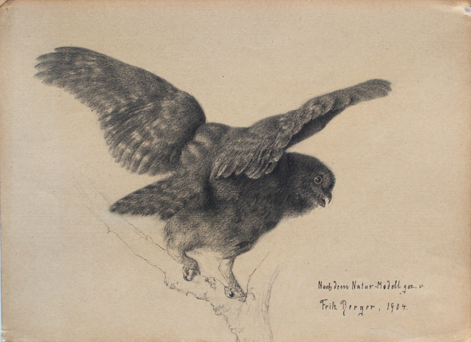 Fritz Berger Drawing Owl Graphite Flinzer Zoo Impressionism Signed 1904