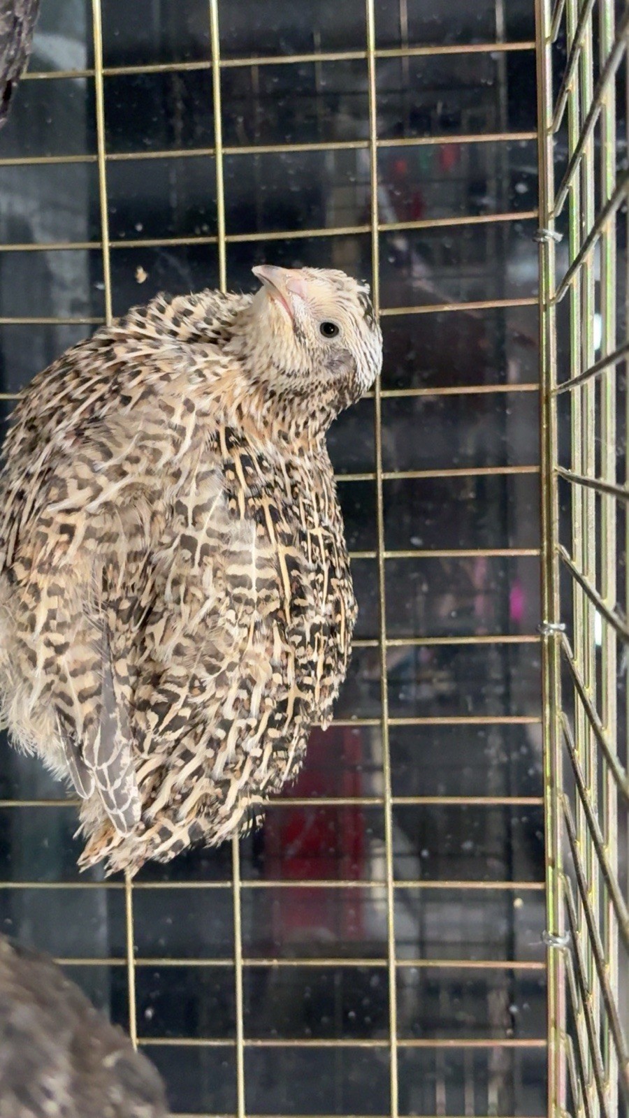 Coturnix hatching eggs unique colors 15 hatching eggs