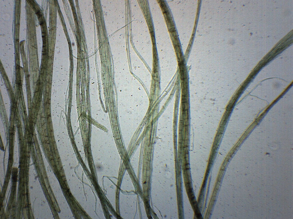 Linen - Prepared Microscope Slide - 75x25mm - Eisco Labs