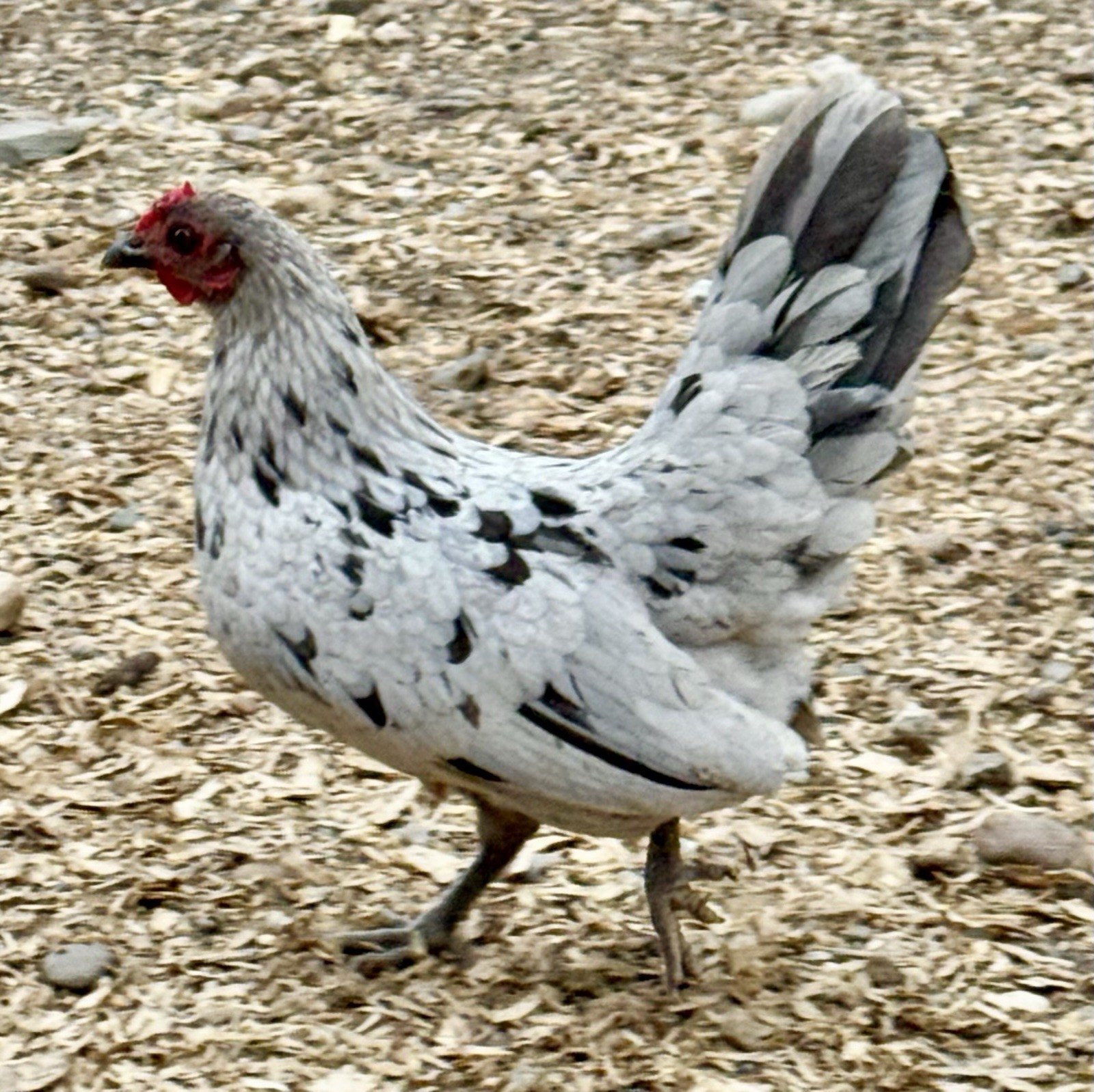 6+ bantam hatching eggs- rare breeds/colors, chance of purebred+frizzle!!