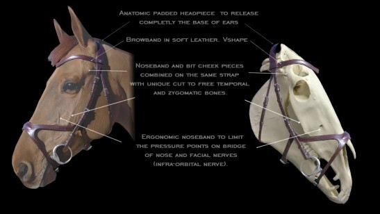 Dion X-FIT Bridle
