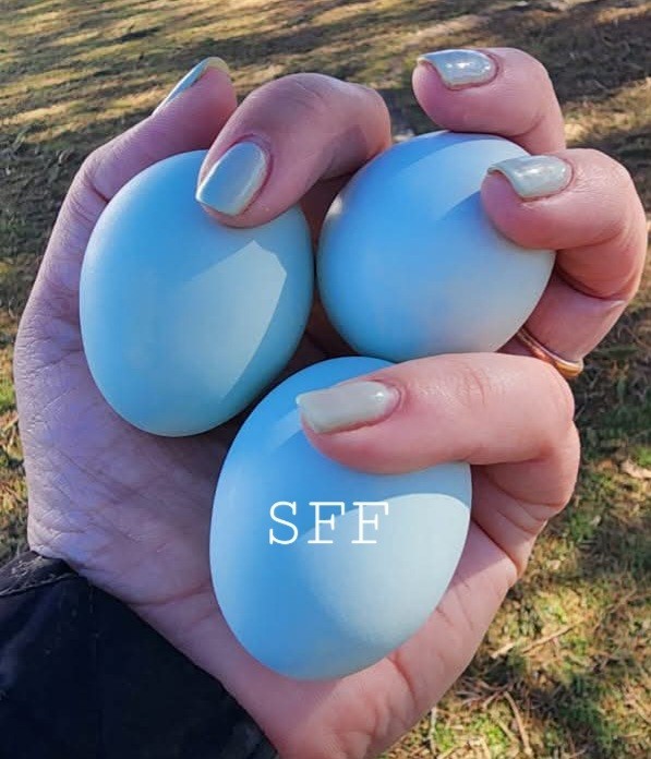 6pk Opal/Cream Legbar Hatching Eggs