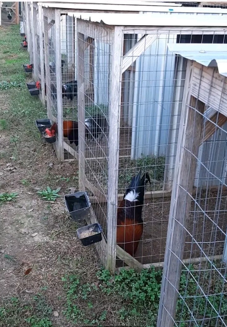 12 Chicken Hatching Eggs.