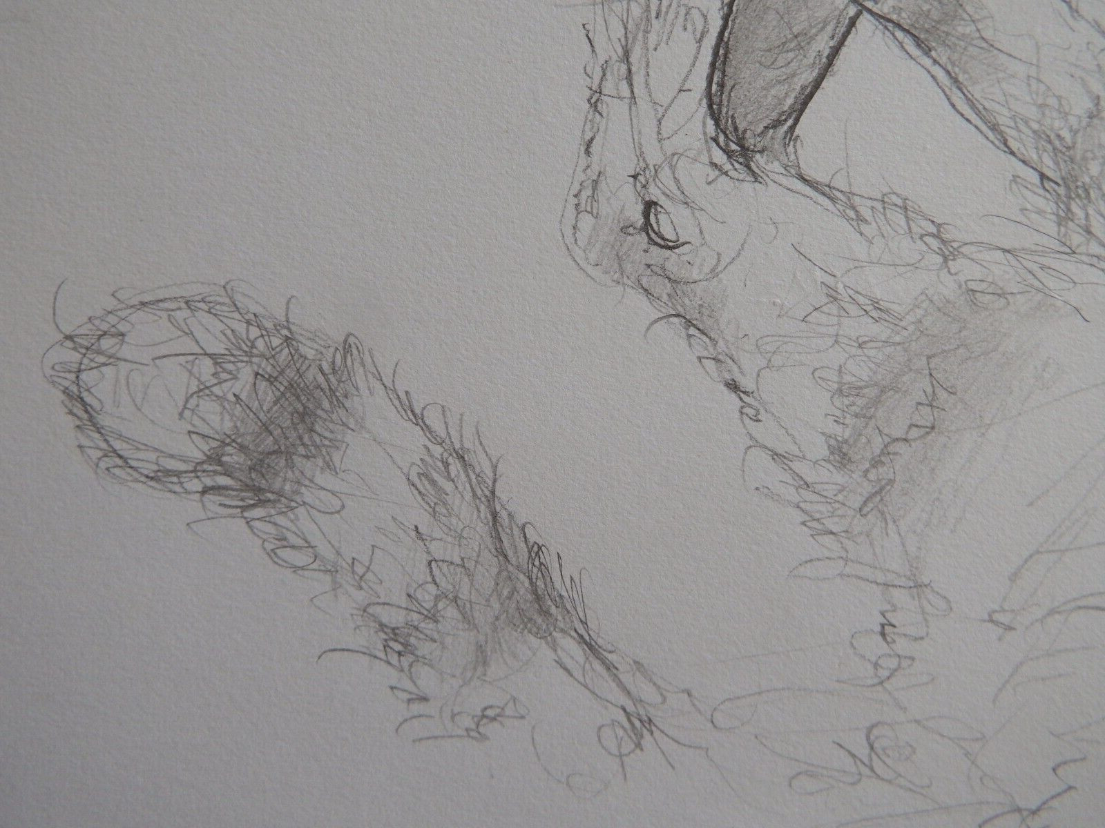 Pencil drawing cat curled sleeping