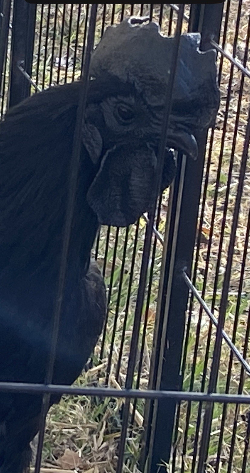 Rare Full Blood Solid Black Ayam Cemani Fertile Hatching Eggs 3+  depend  on hen