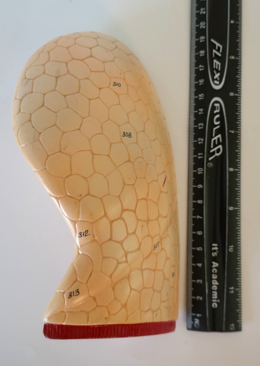 Denoyer Geppert anatomical model lung Replacement