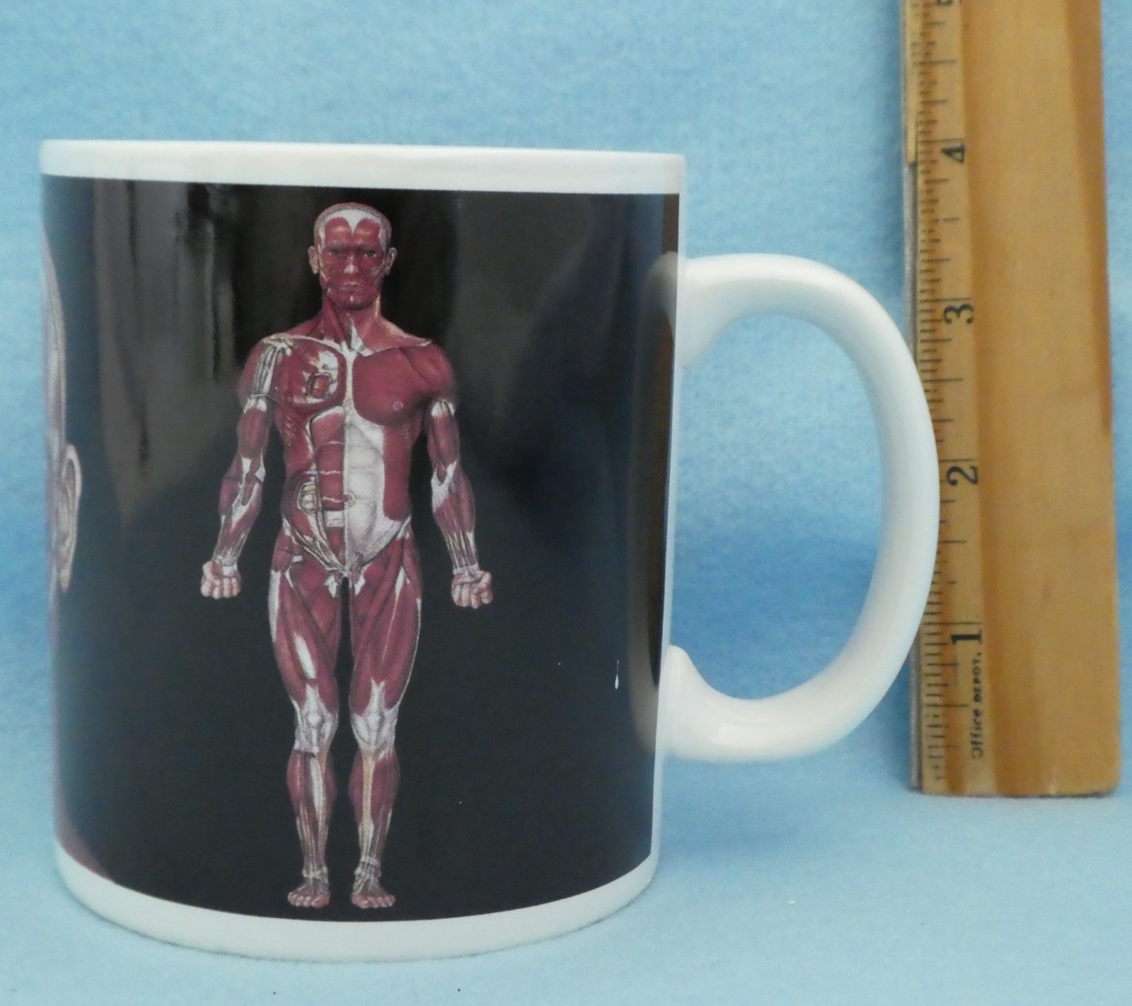 Anatomical Chart Company MUG Unused Coffee Tea