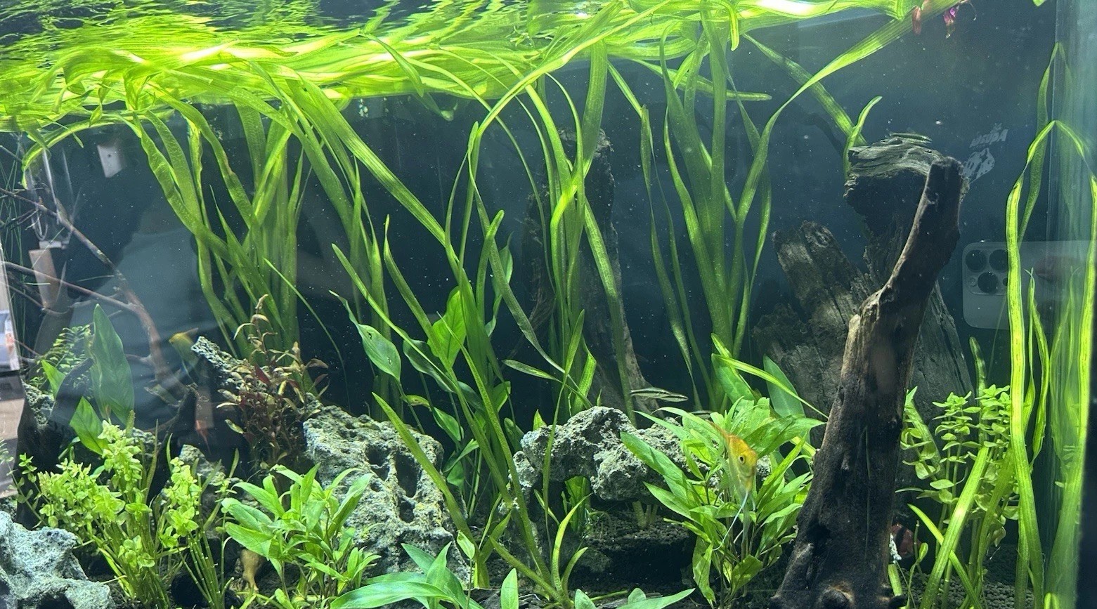 20+ Jungle Val