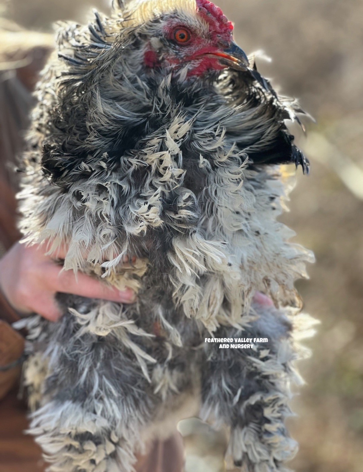 12 Frizzle Americana Hatching Eggs -NPIP