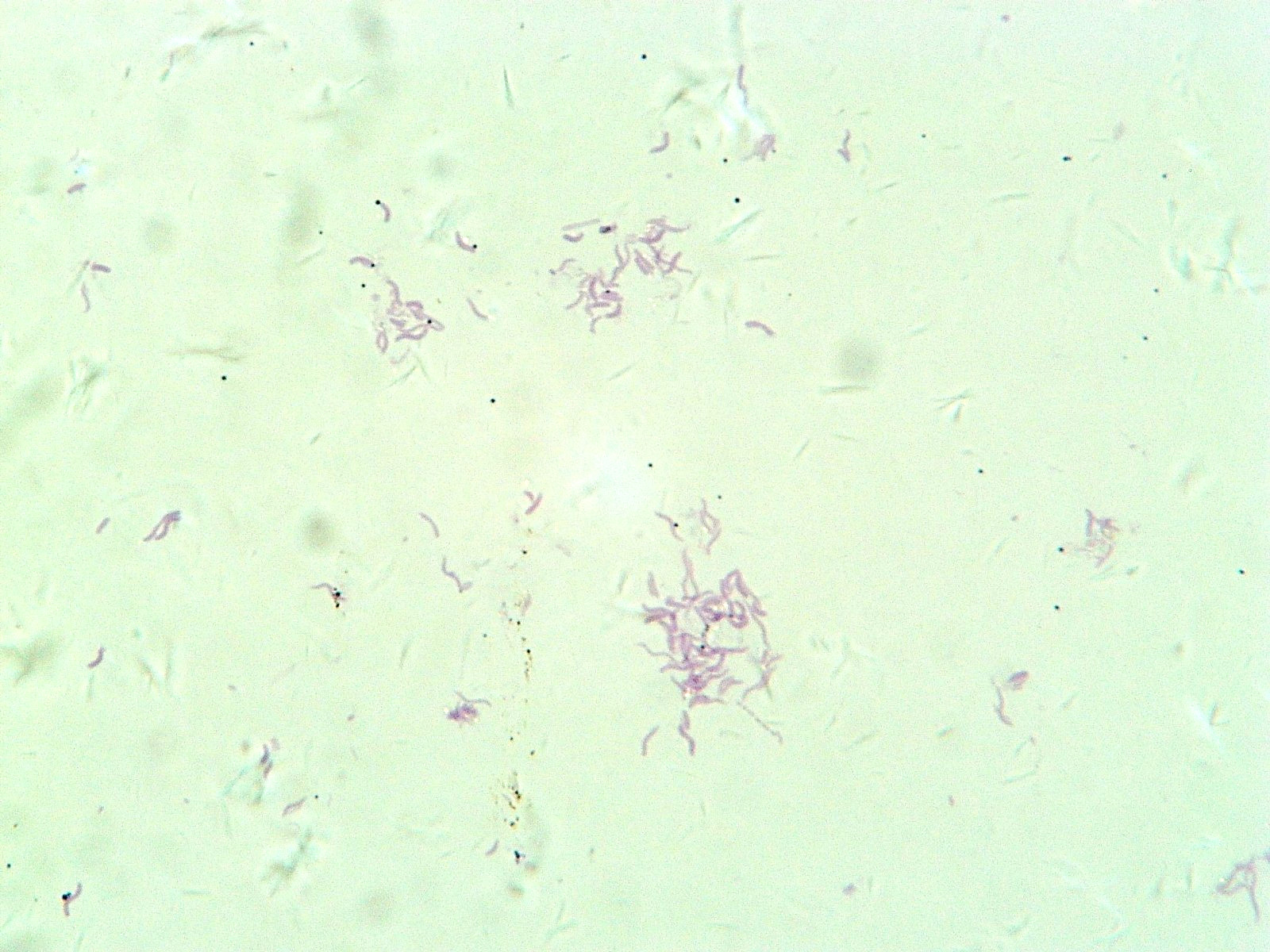 Histological Microscope Slide Preparations (100) - Zoological and Botanical