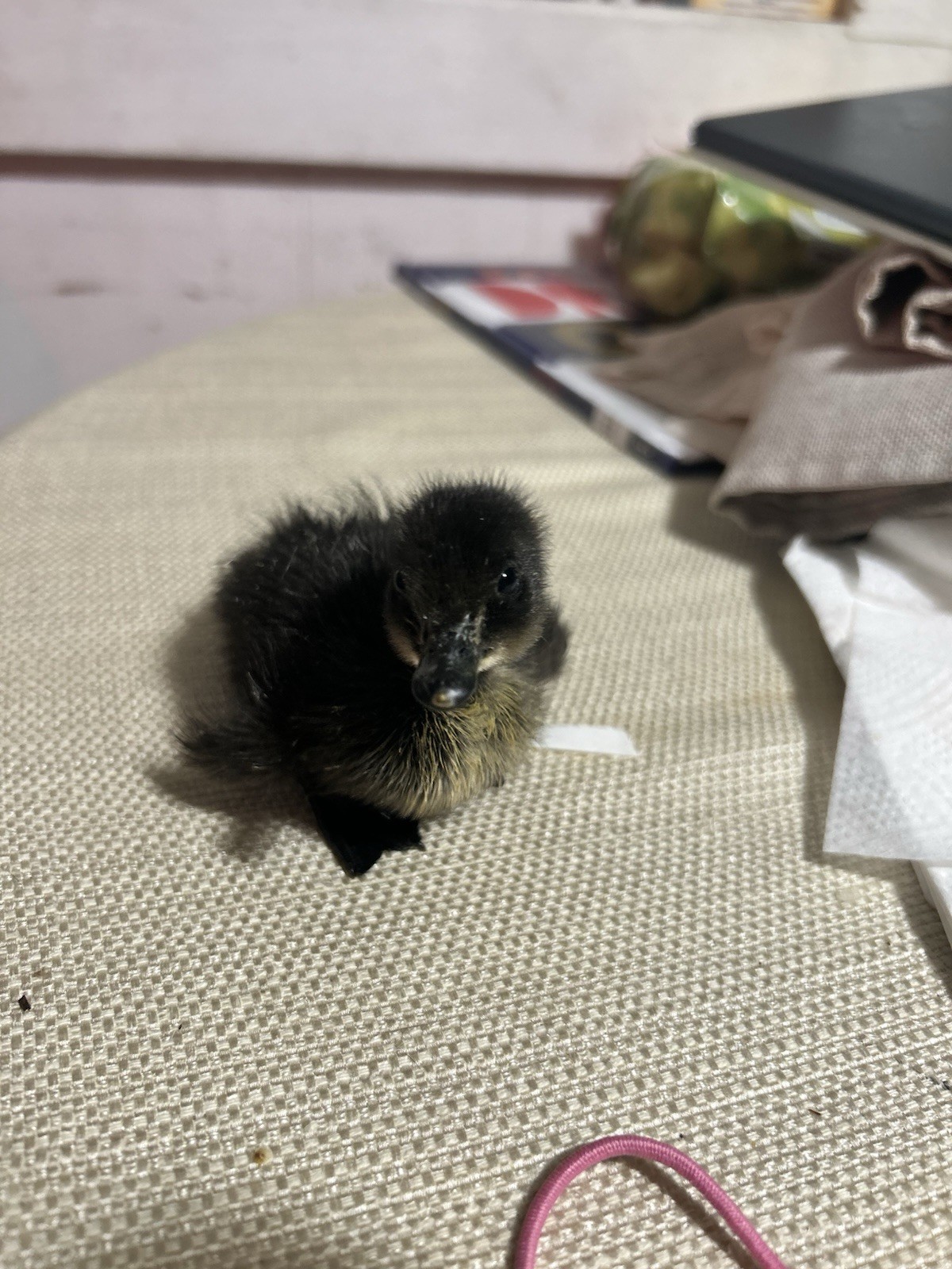 Cayhuga Hatching Egg Breed, Live Ducklings, Cayhuga duck . Brilliant green .