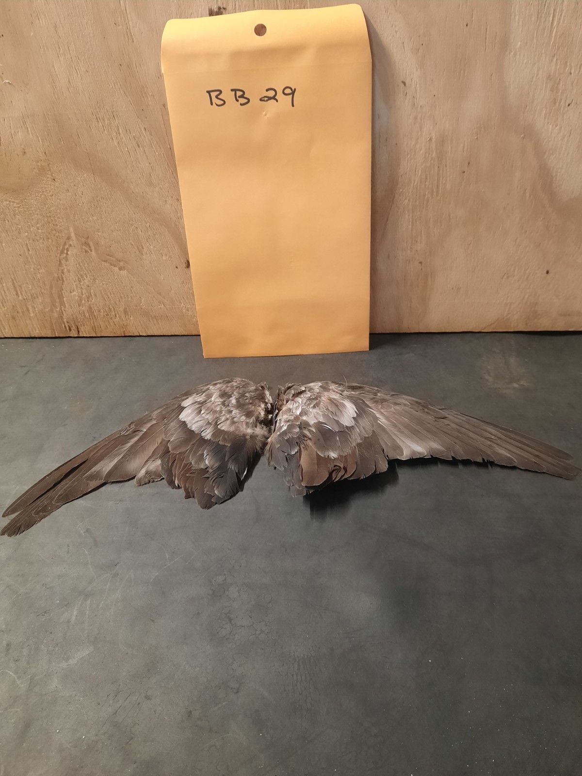 Pair Pigeon Wing Feathers Fly Tying Crafts Taxidermy Natural Causes BB29