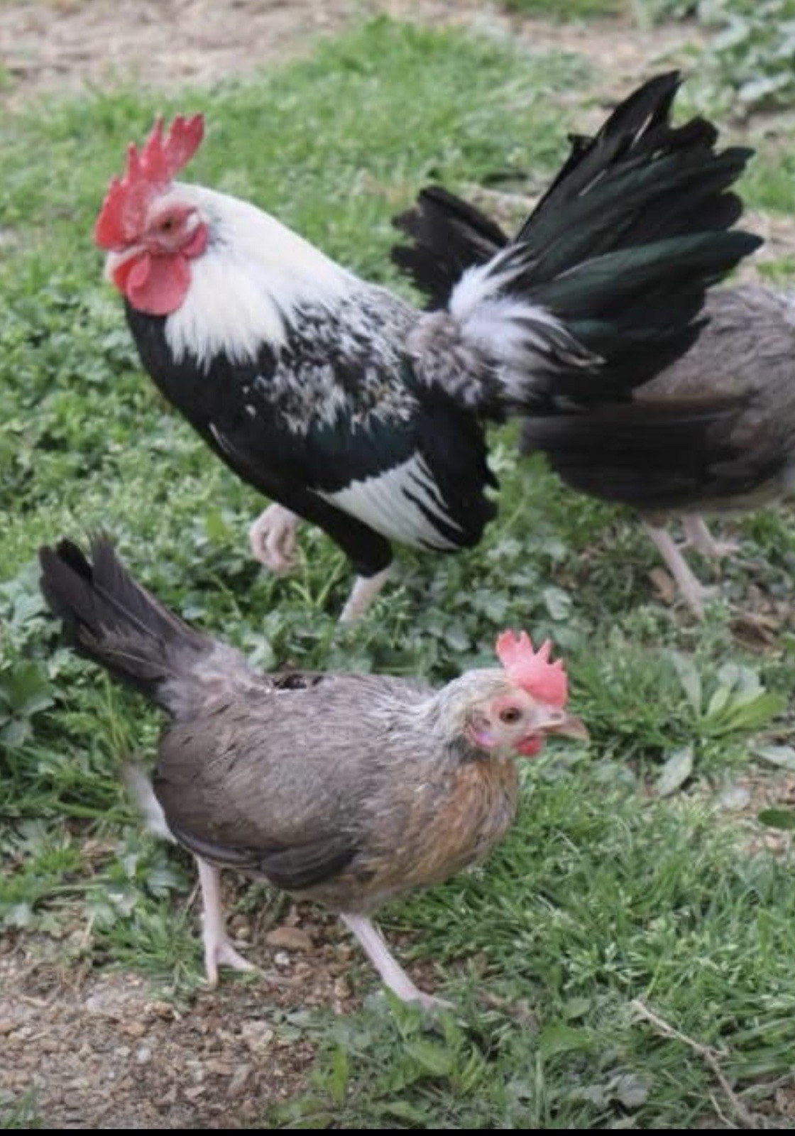 NPIP Silver Dutch Bantam Hatching Eggs