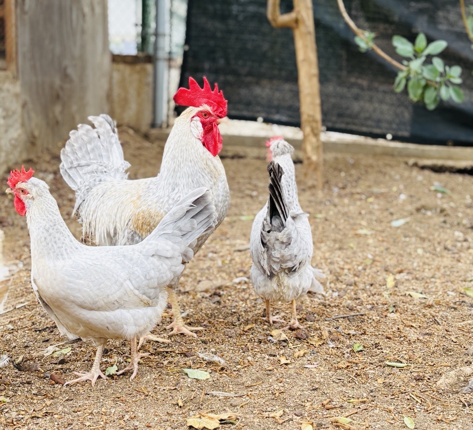 10+ Hatching Eggs Crested Legbars, Colors In Opal, Frost White , Cream