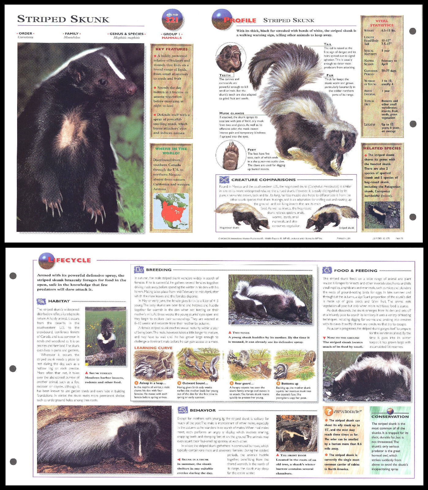 Fold-Out Sheet - Striped Skunk - 321