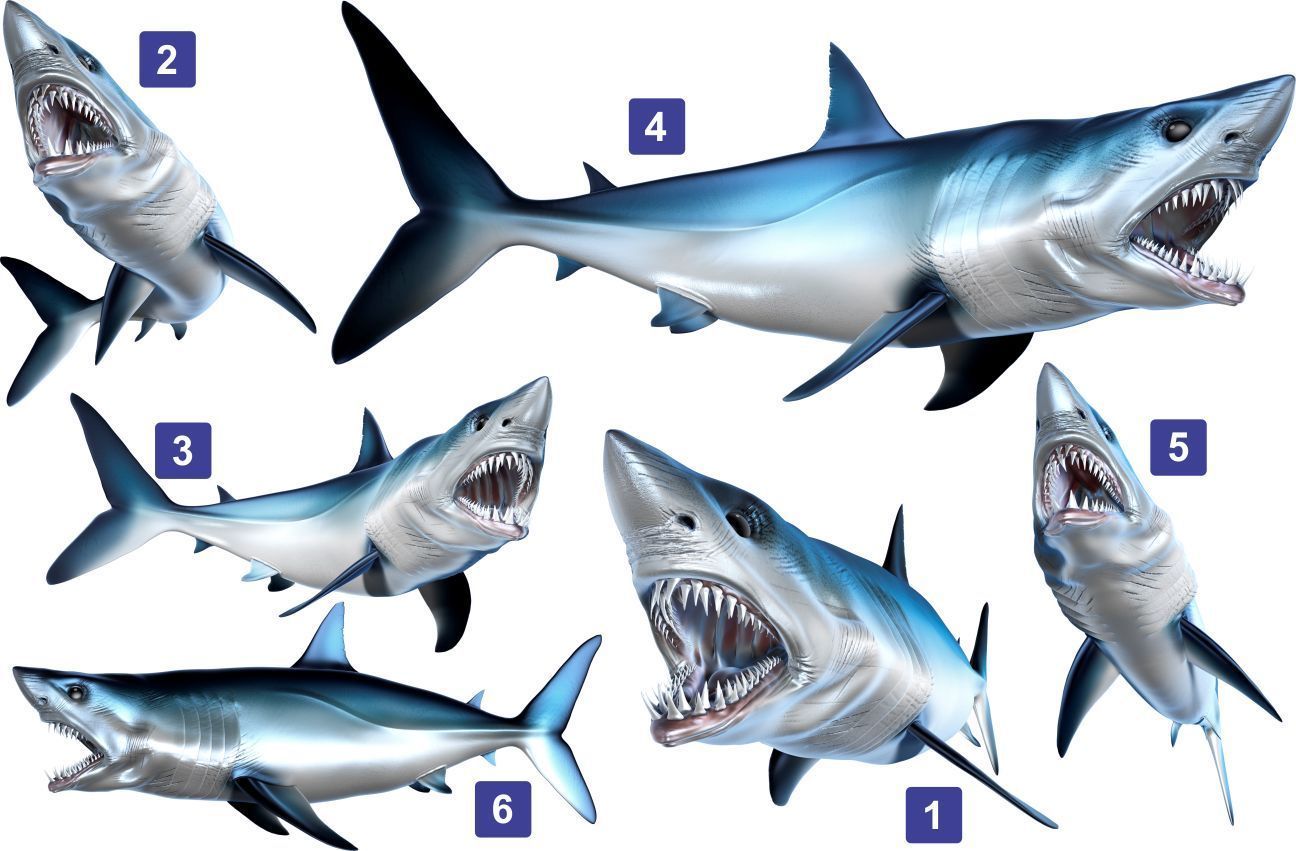 Mako Shark Beautiful Vinyl Sticker Fish Decals for Boat Car Vehicle Truck Fishin