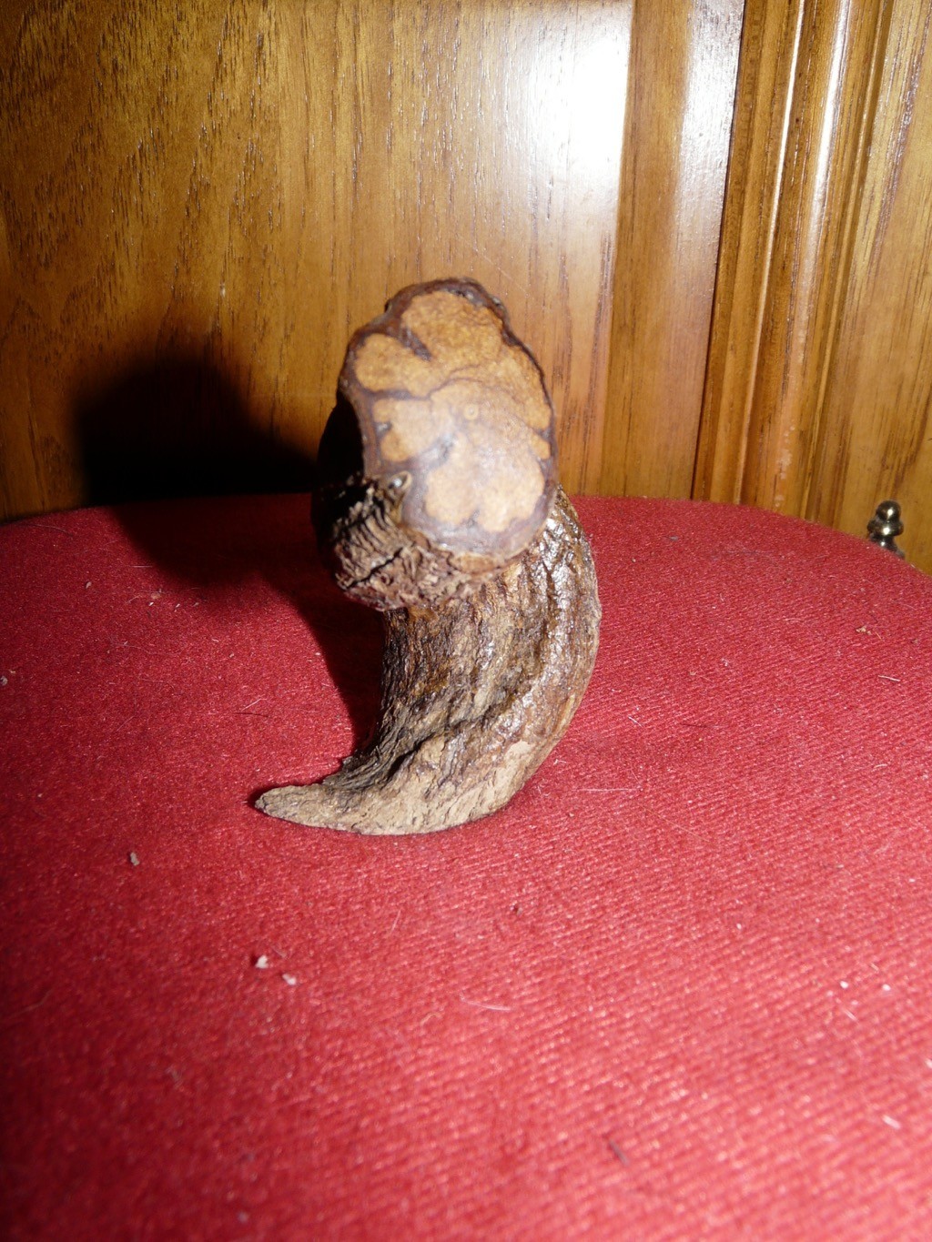 PERU AMAZON AYA.  VINE CARVING #4