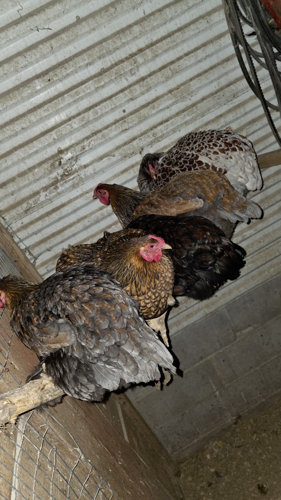 12+ Barnyard Mix Fresh Fertile Hatching Eggs FREE RANGE