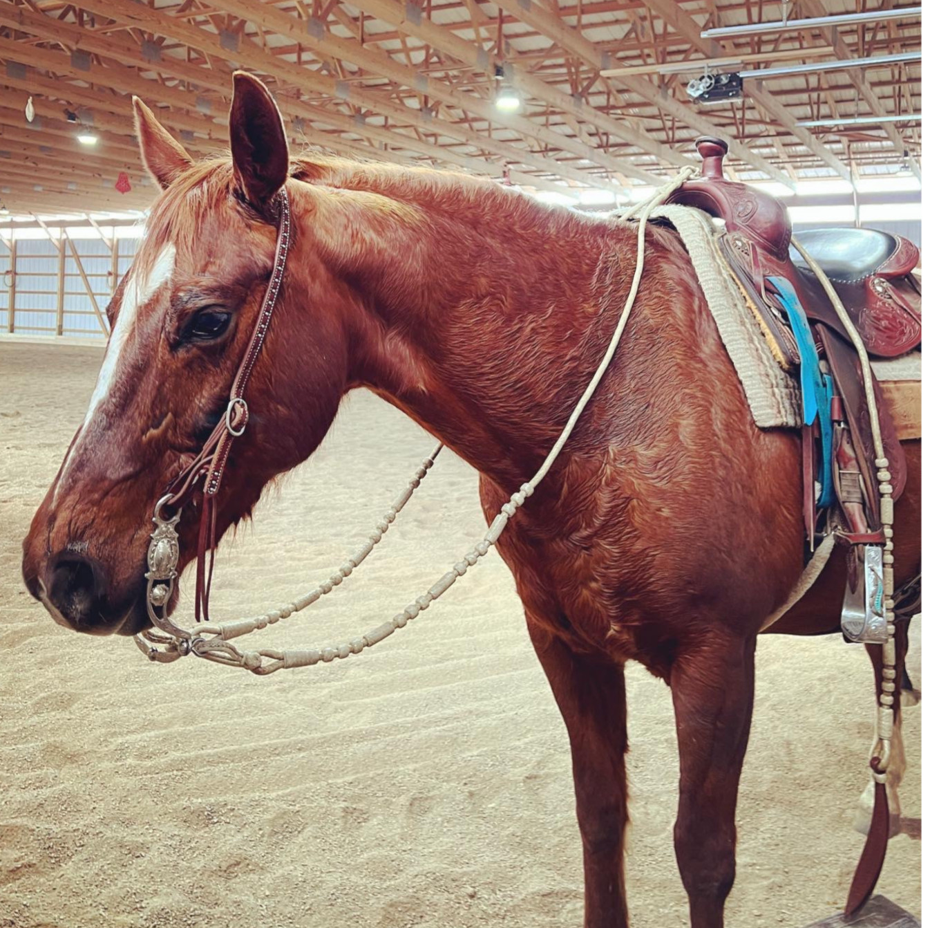 Romal Reins Beige Cow Rawhide, Rommel Reins 20 Plaits, Regular 48" Romal Reins.