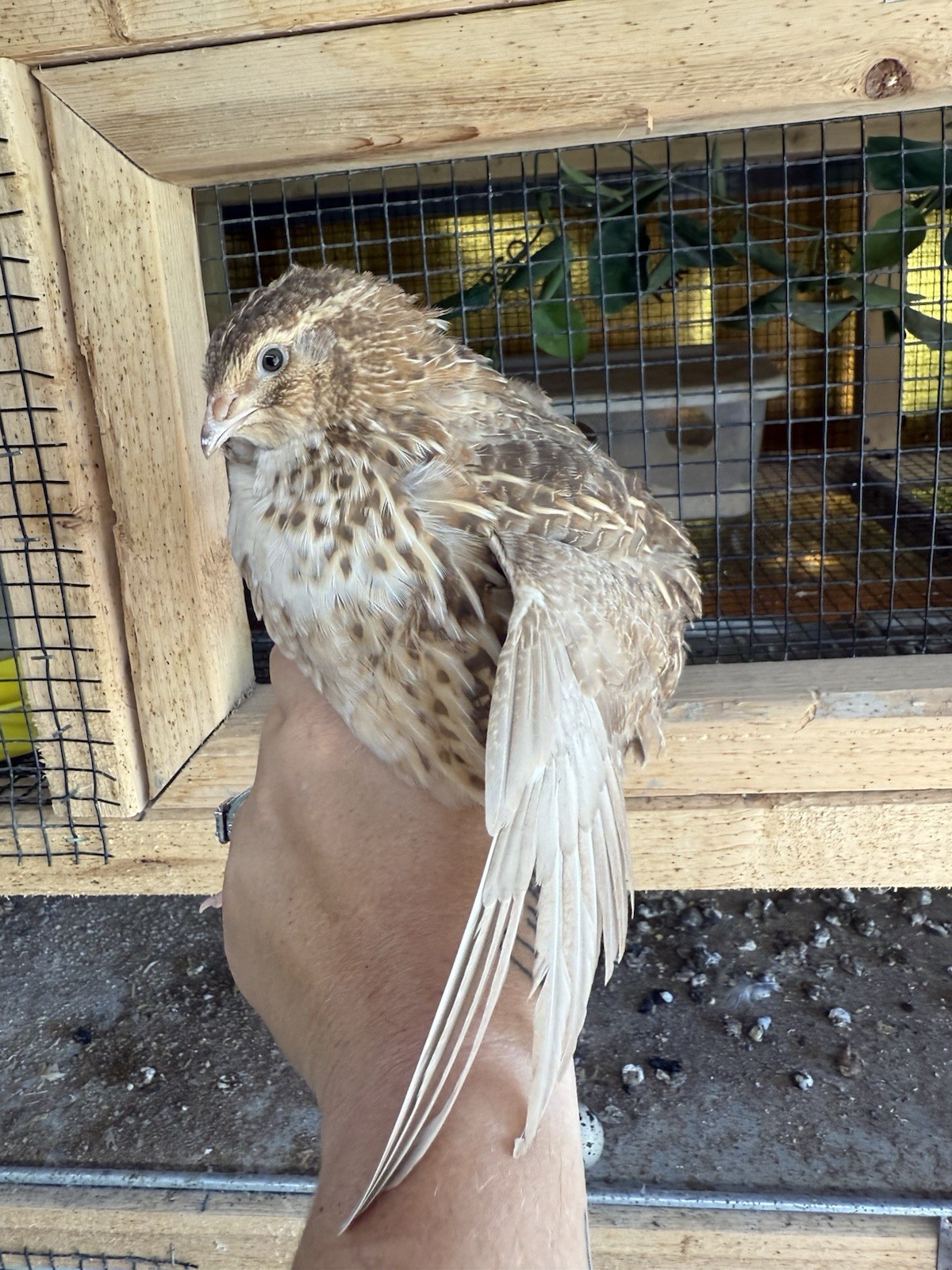 30 Rare Colors -Jumbo Coturnix Quail hatching eggs