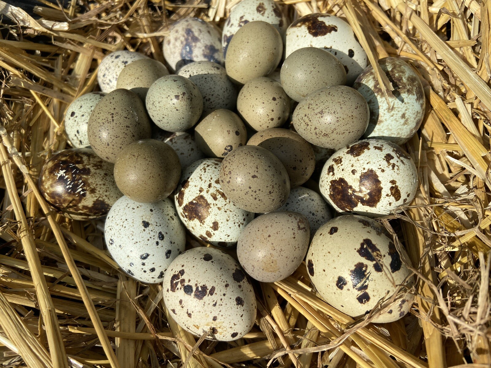 6 Coturnix and 6 Button Quail - 12 Hatching Egg Beautiful Color Variety Mix