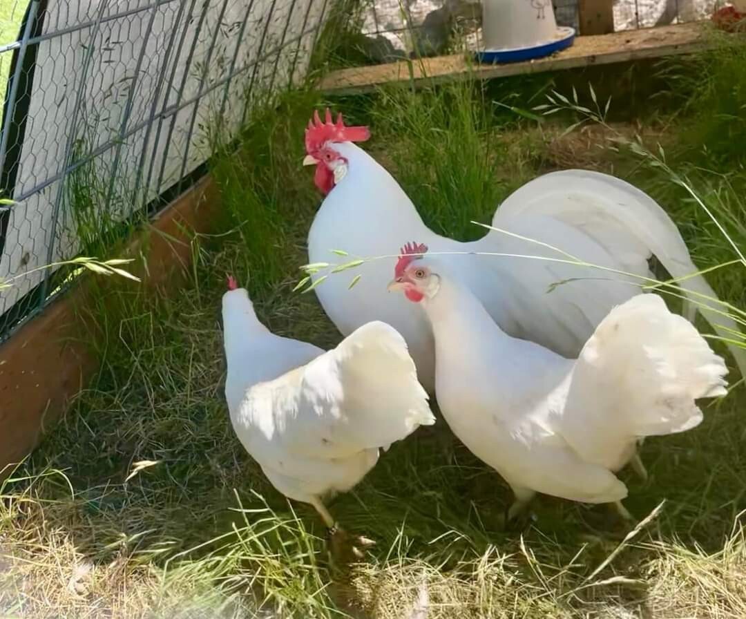 12+ Leghorn Bantam Hatching Eggs - Exhibition Breed