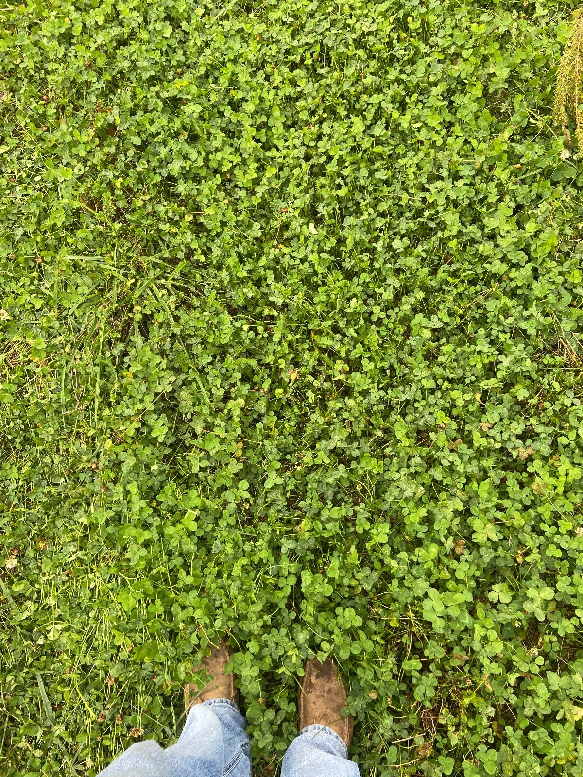 Irresistible Clover, Chicory Deer/turkey Annual Food Plot Seed, Spring 1 Acre