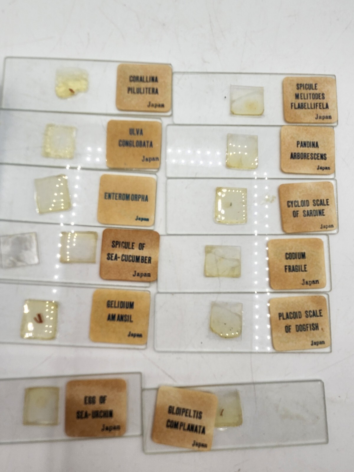 Vtg  Microscope Prepared Slide Lot Animals  Plants  Sea Life lab school