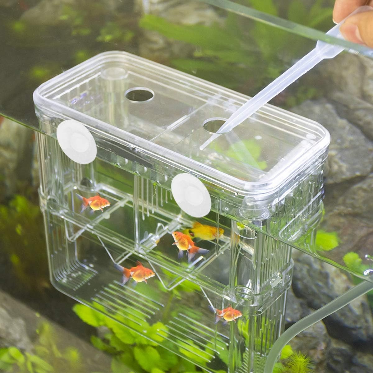 Aesthetic Plastic Fish Breeder Box - Prevent Fish Aggression & Enhance Survival