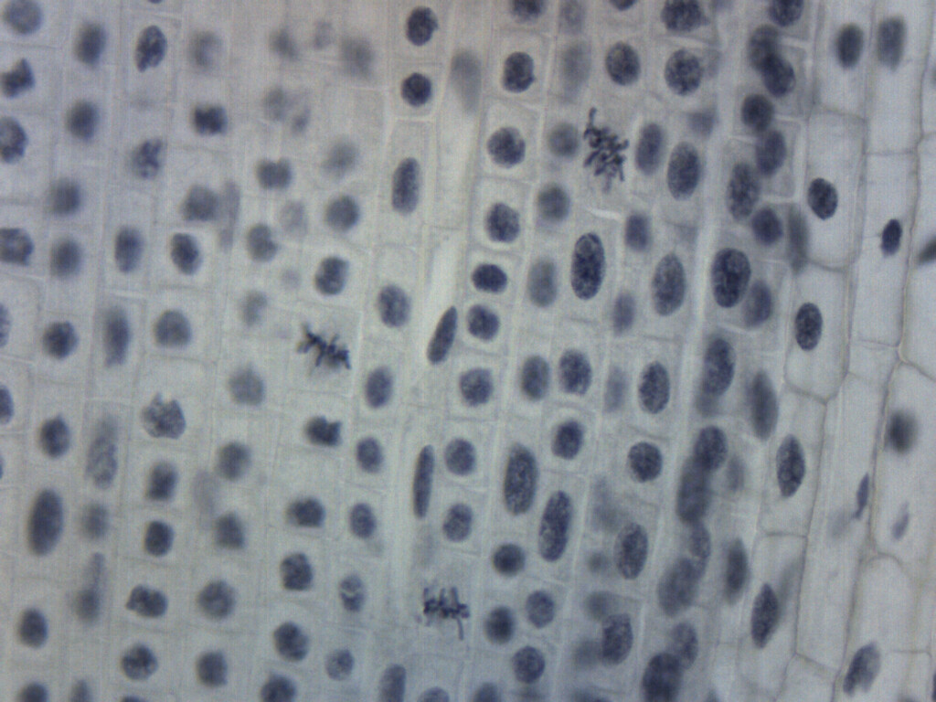 Lilium Mitosis - Prepared Microscope Slide - 75x25mm - Eisco Labs