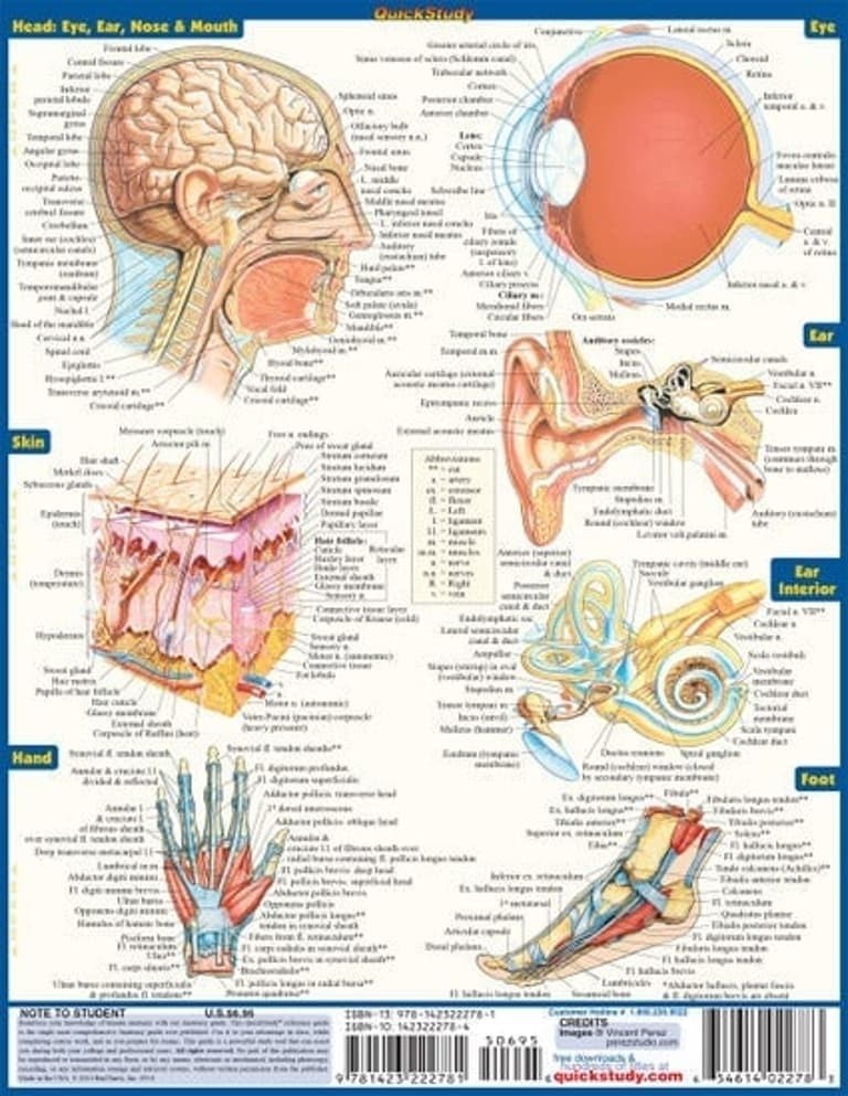 NEW QuickStudy | Anatomy Laminated Tri-Fold Study Guide *SALE $3* FAST SHIPPING!