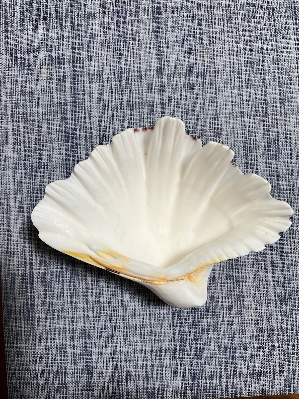 Ceramic Seashell