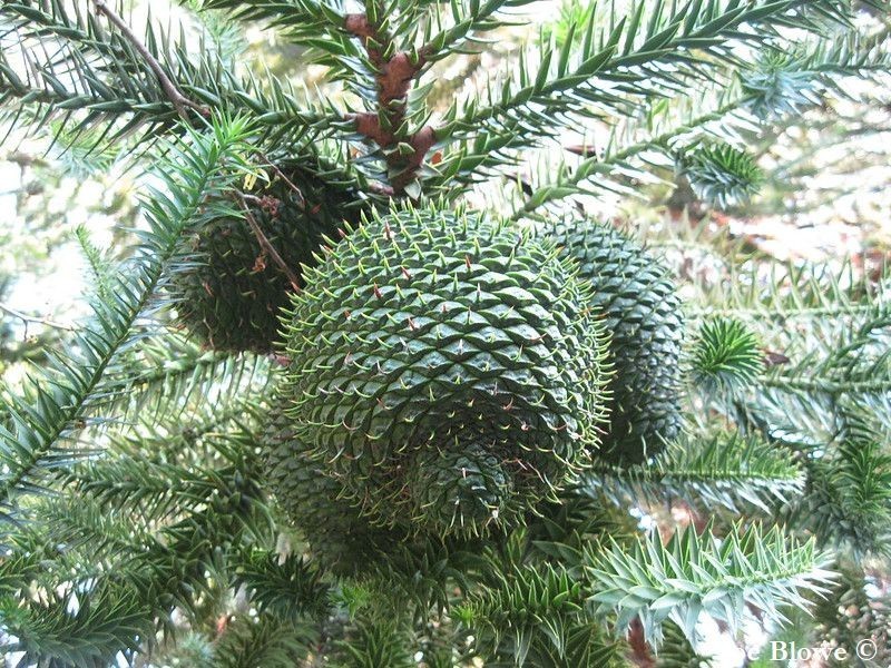 LIVE PLANT 3ft Araucaria angustifolia Paraná pine Brazilian pine pinhão